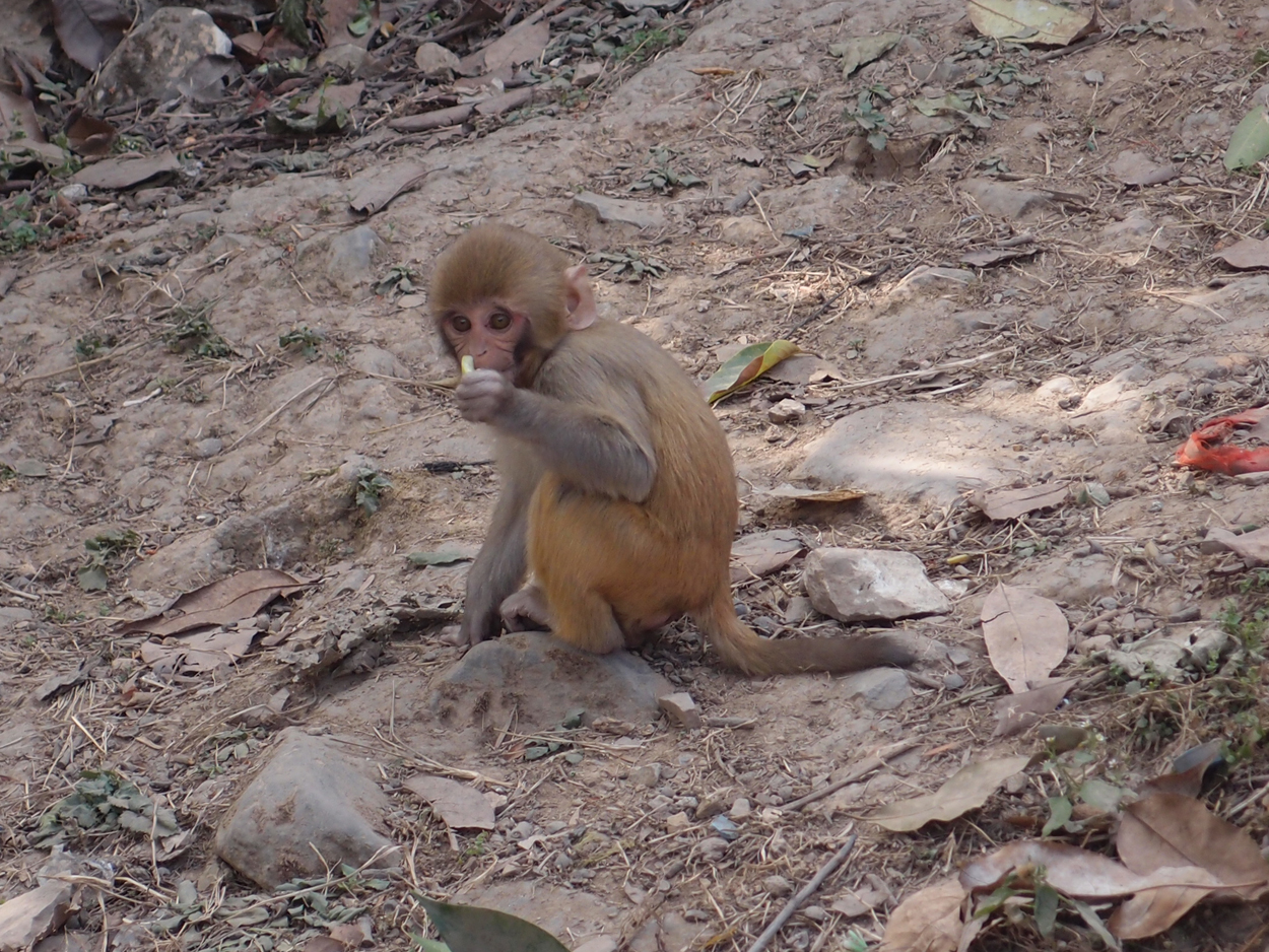 2018-01-14 13 Uhr - Am Tempel (Audio, Foto) 